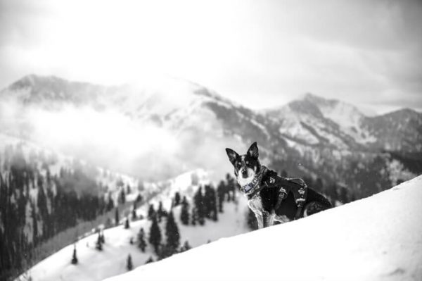 Trucs et conseils pour garder son chien actif pendant l’hiver