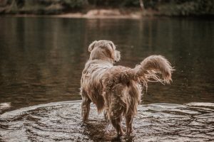 How to prevent wet dog smell