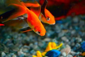 3 Tips for creating a vibrant aquarium