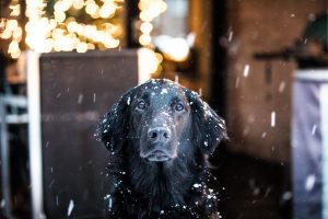 Protecting your pet during winter