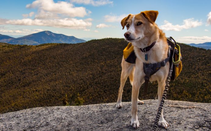How to plan for a summer hike with your dog
