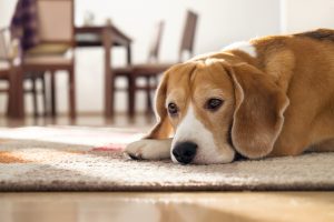 Leaving a dog alone at home: what you need to know