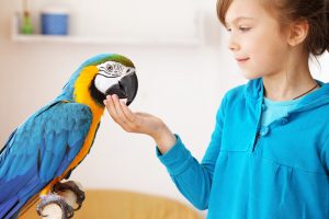 5 éléments à considérer si vous songez à adopter un perroquet