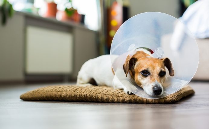 4 conseils pour aider votre animal à se remettre d’une opération