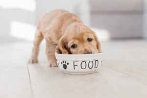 Training your pet using treats: do’s and don’ts
