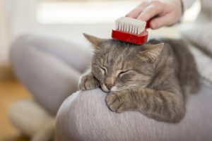 Why do you need to brush your cat?