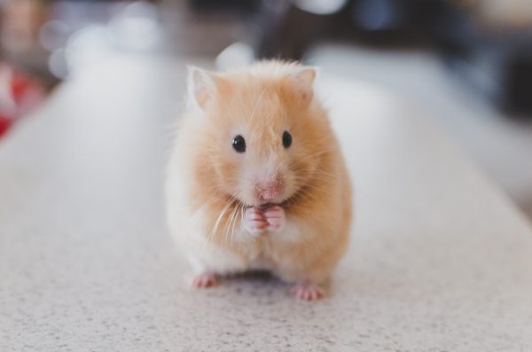 What treats should I give my rodent?