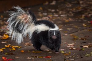 What to do if your pet gets sprayed by a skunk