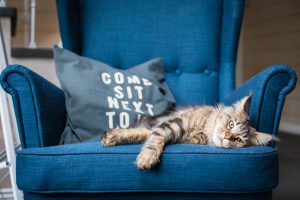 All about the Maine coon