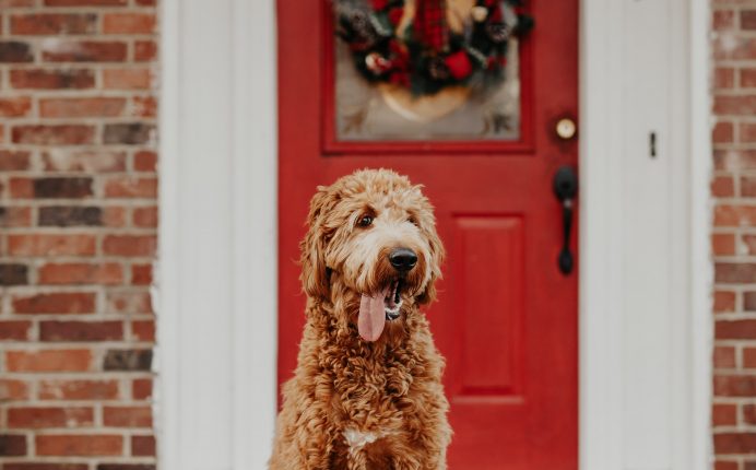 The goldendoodle: a hybrid breed you’ll fall for