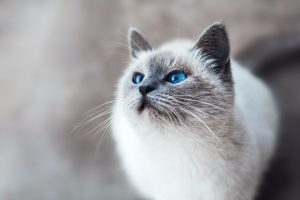 8 Tips For a Happier, Healthier Cat