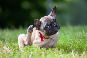 How to protect your dog from ticks