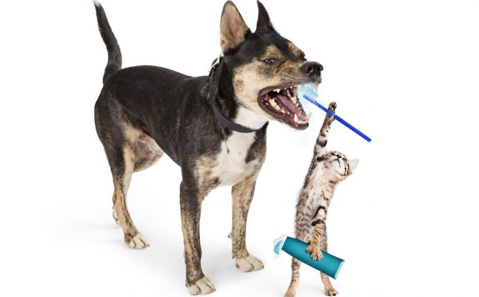Tips for optimal oral hygiene in pets 