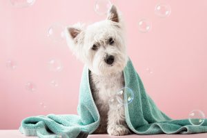 Découvrez pourquoi le shampooing mousse sans-rinçage est l’allié idéal pour prendre soin de votre animal de compagnie!