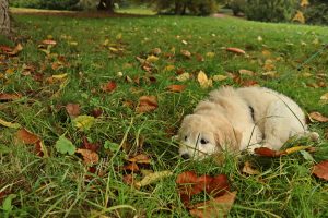 The risks of poisoning for pets in the fall